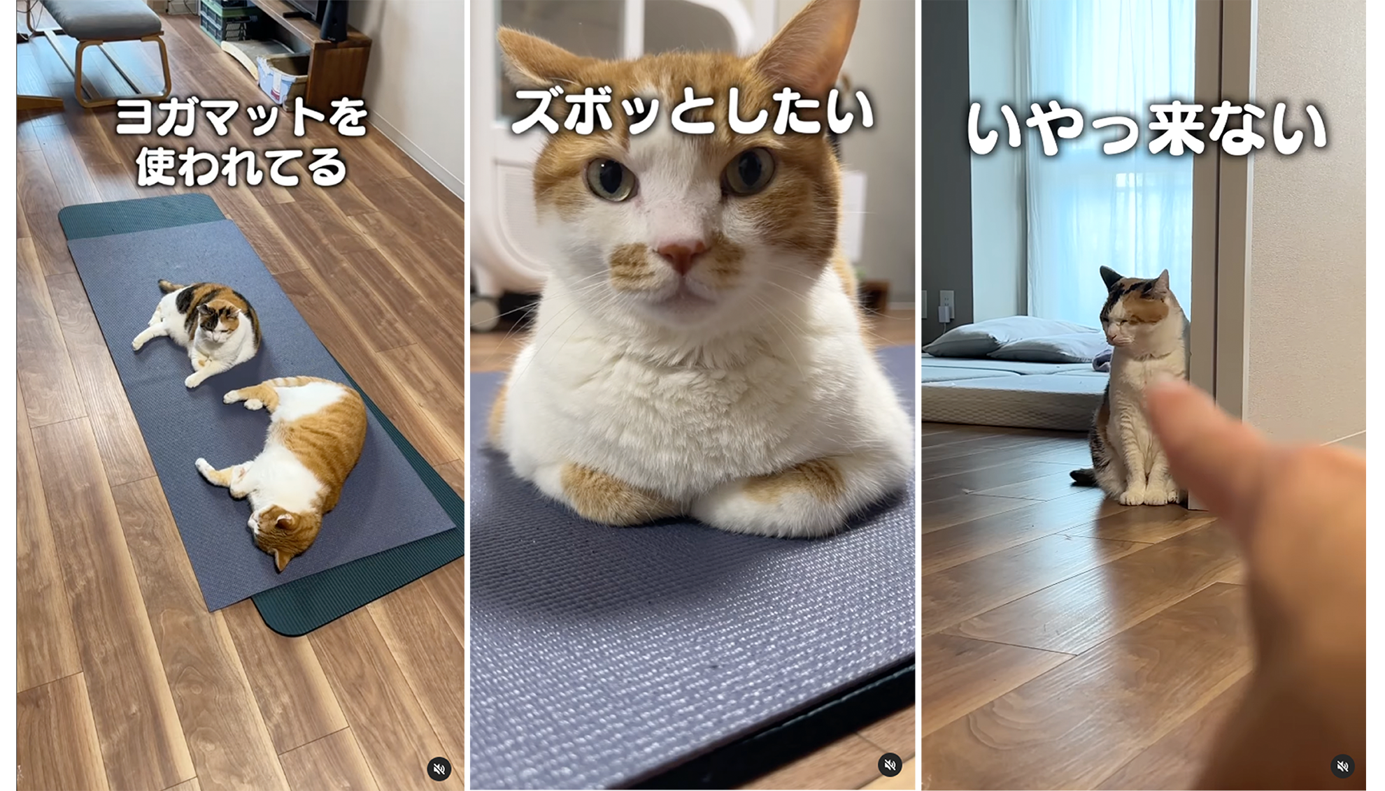 どこかの猫好き ネコDK デラックス 2026 | 晋遊舎
